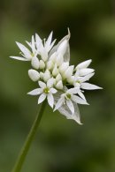 Ramsons