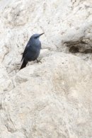 Blue Rock Thrush