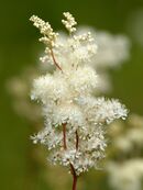 Meadowsweet