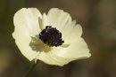 Wild Flower 3
