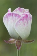 Butter-cup - Ranunculus asiaticus