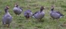 Greylags
