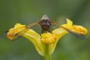 Immature Female Scarce Chaser