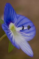 Field Speedwell
