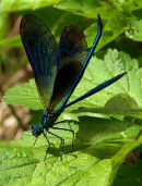 Male_Demoiselle_3