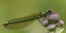 Female Banded Demoiselle