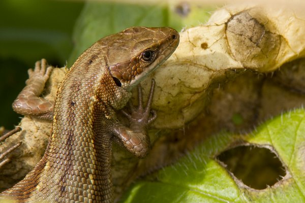 Common Lizard