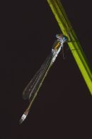 Scarce Blue-tailed Damselfly