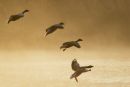 Grey Lag Geese