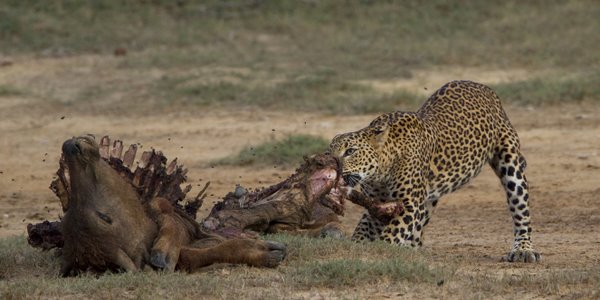 Leopard_With_Kill