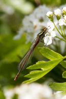 Large Red Damselfly