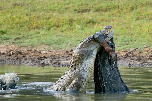 Marsh/Mugger_Crocodile