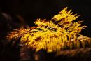 Bracken
