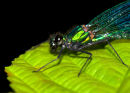 Demoiselle_1