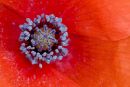Long-headed Poppy