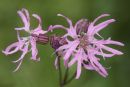 ragged-robin