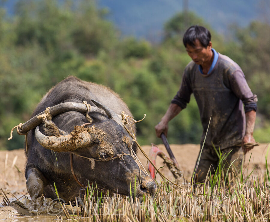 Ploughing the paddy