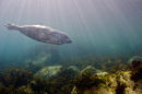 Marine Conservation Zone Ambiance 1st Place: "Seal Sunrays" by Robb Cuss