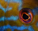 Marine Abstract 1st place: "I Have My Eye on You" by Mark Lavington