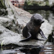 SEAL PUP SWIMMING LESSON 11