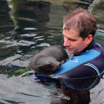 SEAL PUP SWIMMING LESSON 12
