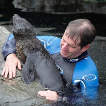 SEAL PUP SWIMMING LESSON 16
