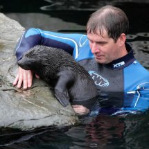 SEAL PUP SWIMMING LESSON 17
