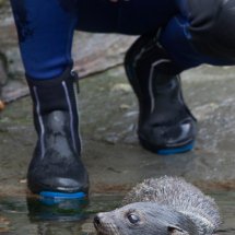 SEAL PUP SWIMMING LESSON 18