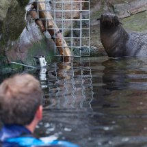SEAL PUP SWIMMING LESSON 19