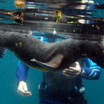 SEAL PUP SWIMMING LESSON 1