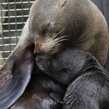 SEAL PUP SWIMMING LESSON 20