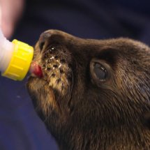 SEAL PUP SWIMMING LESSON 21