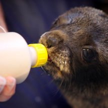 SEAL PUP SWIMMING LESSON 22