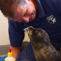 SEAL PUP LEARNS TO SWIM