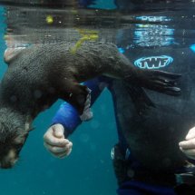 SEAL PUP SWIMMING LESSON 2