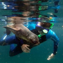 SEAL PUP SWIMMING LESSON 5