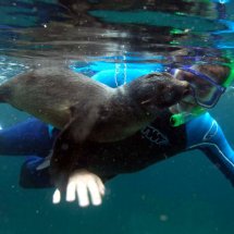 SEAL PUP SWIMMING LESSON 6