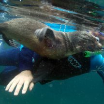 SEAL PUP SWIMMING LESSON 7