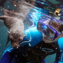 SEAL PUP SWIMMING LESSON 8