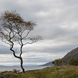 Ardgour lone tree copy