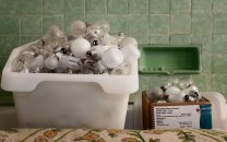 NT Tyntesfield, Box of bulbs in a bath