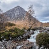Buchaile Etive tree