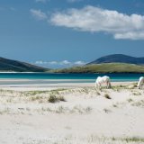 Luskintyre horses