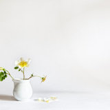 Birth, Life and Death