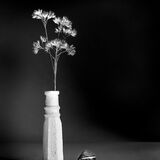 Grass and Snail Shell