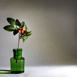 Cotoneaster in colour