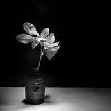 cotoneaster under IR