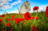Poppies by the Kelpies