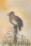 Skylark singing against a golden sky