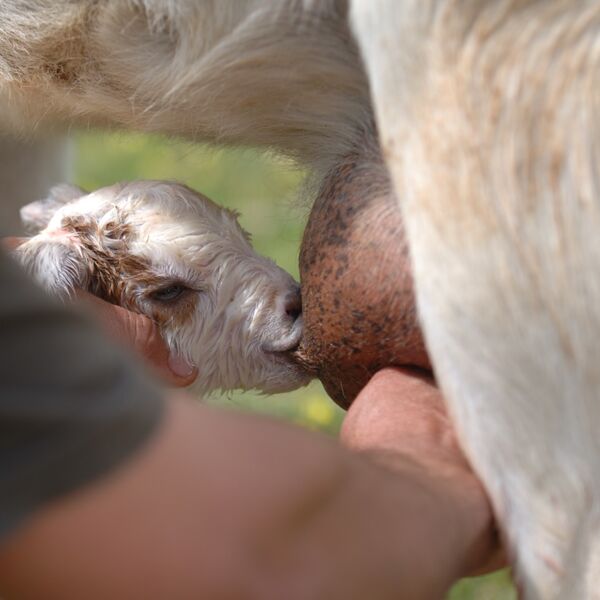 Goat First Time Feed